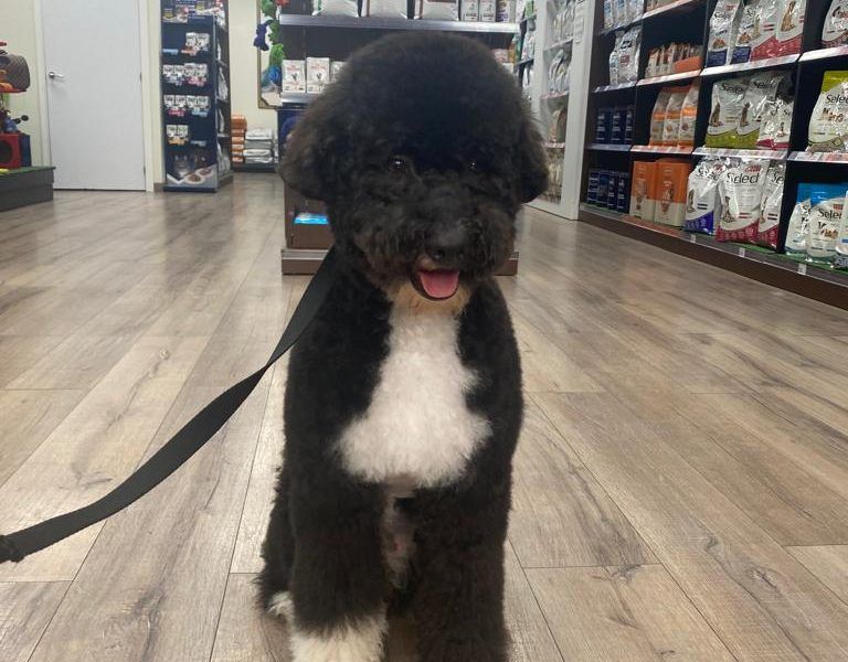 Traspaso veterinario Alcalá - peluquería canina y nutrición para mascotas
