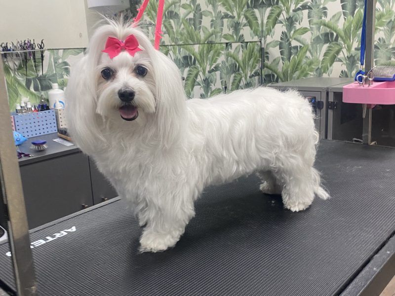 Traspaso veterinario Alcalá - peluquería canina y nutrición para mascotas