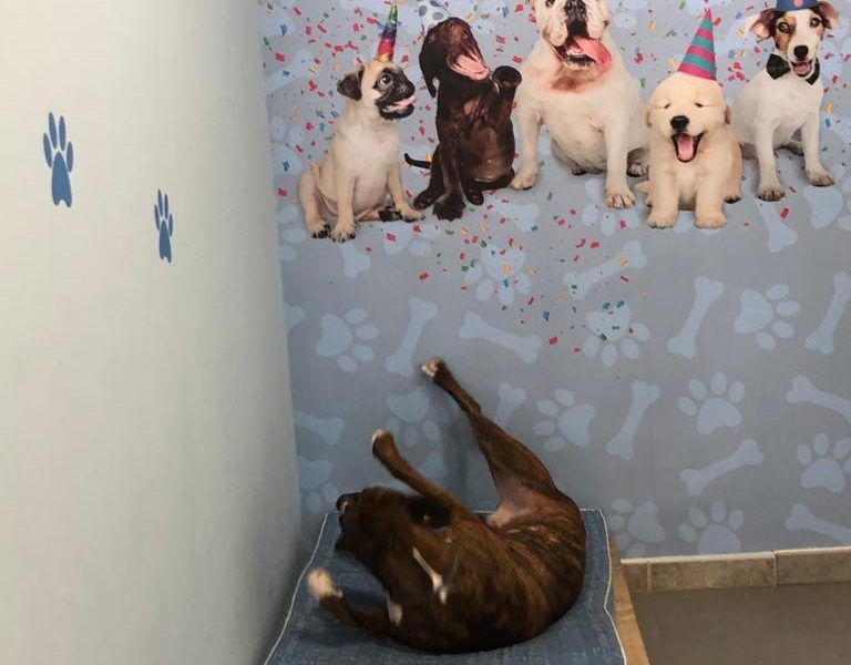 Traspaso Autolavado mascotas Viladecans
