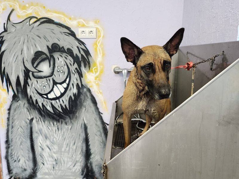 Traspaso Peluquería Canina Cartagena